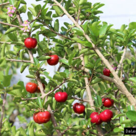 Sweet Acerola Cherry