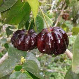 Black Surinam cherry
