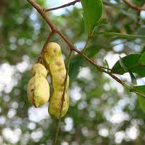 Icecream beans Inga Laurina - Plantsville.in