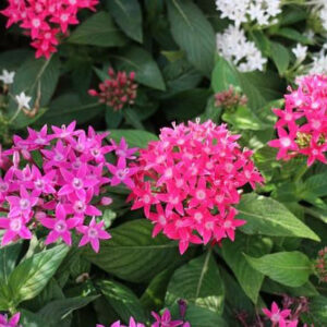 Pentas Mix colors - Plantsville.in