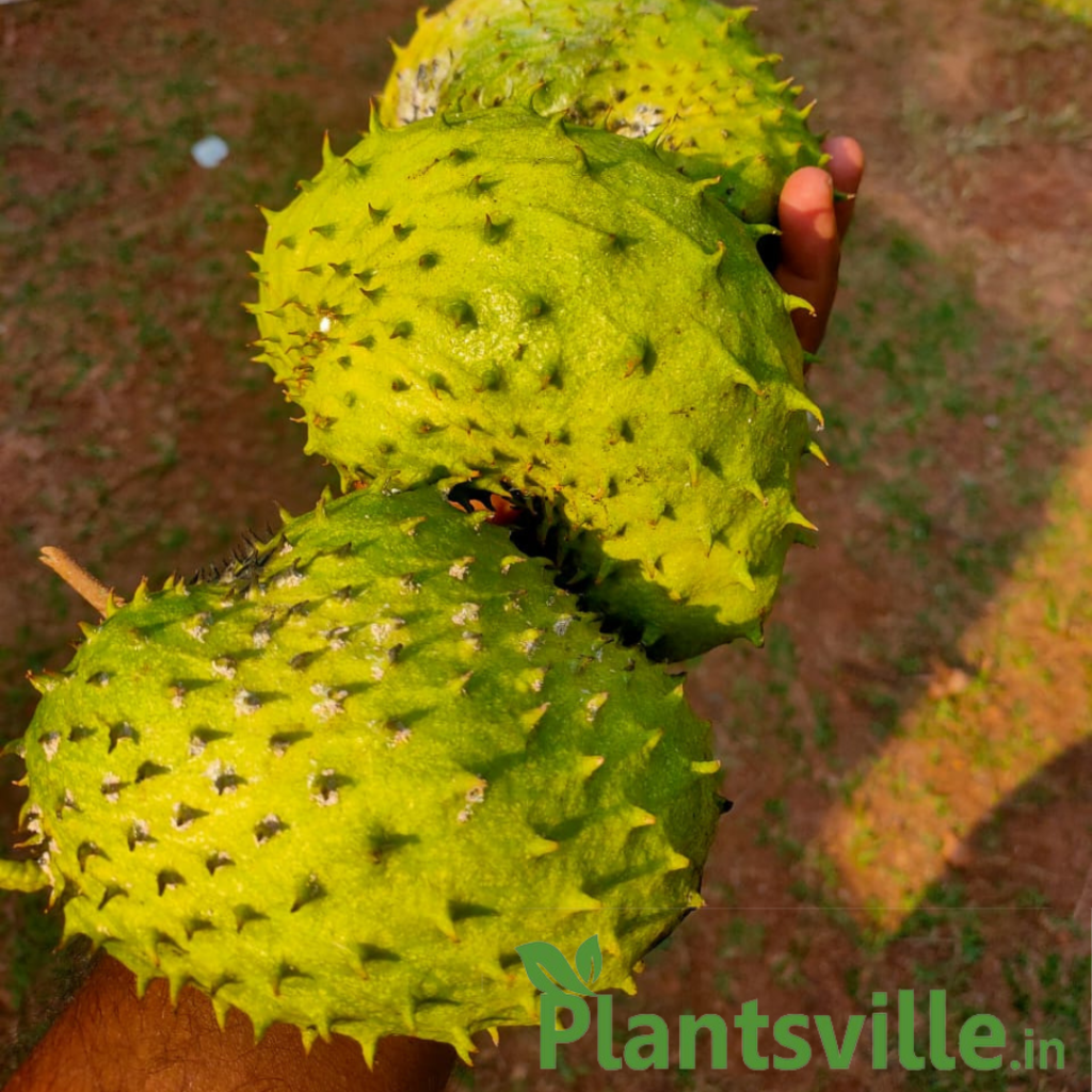 Soursop Lakshmana Phal Plant - Plantsville.in