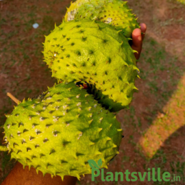 Organic Soursop Fruit (Laxman phal) – 1kg