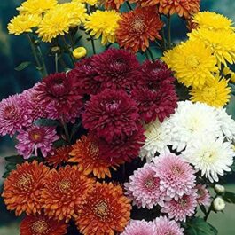 Chrysanthemum Dwarf mix colors