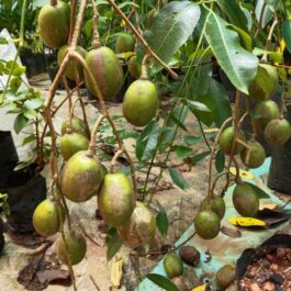 All season Dwarf Hog Plum Grafted Plant for Sale In India