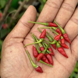 Red Kanthari Chilli seeds | Bird’s eye chilli seeds