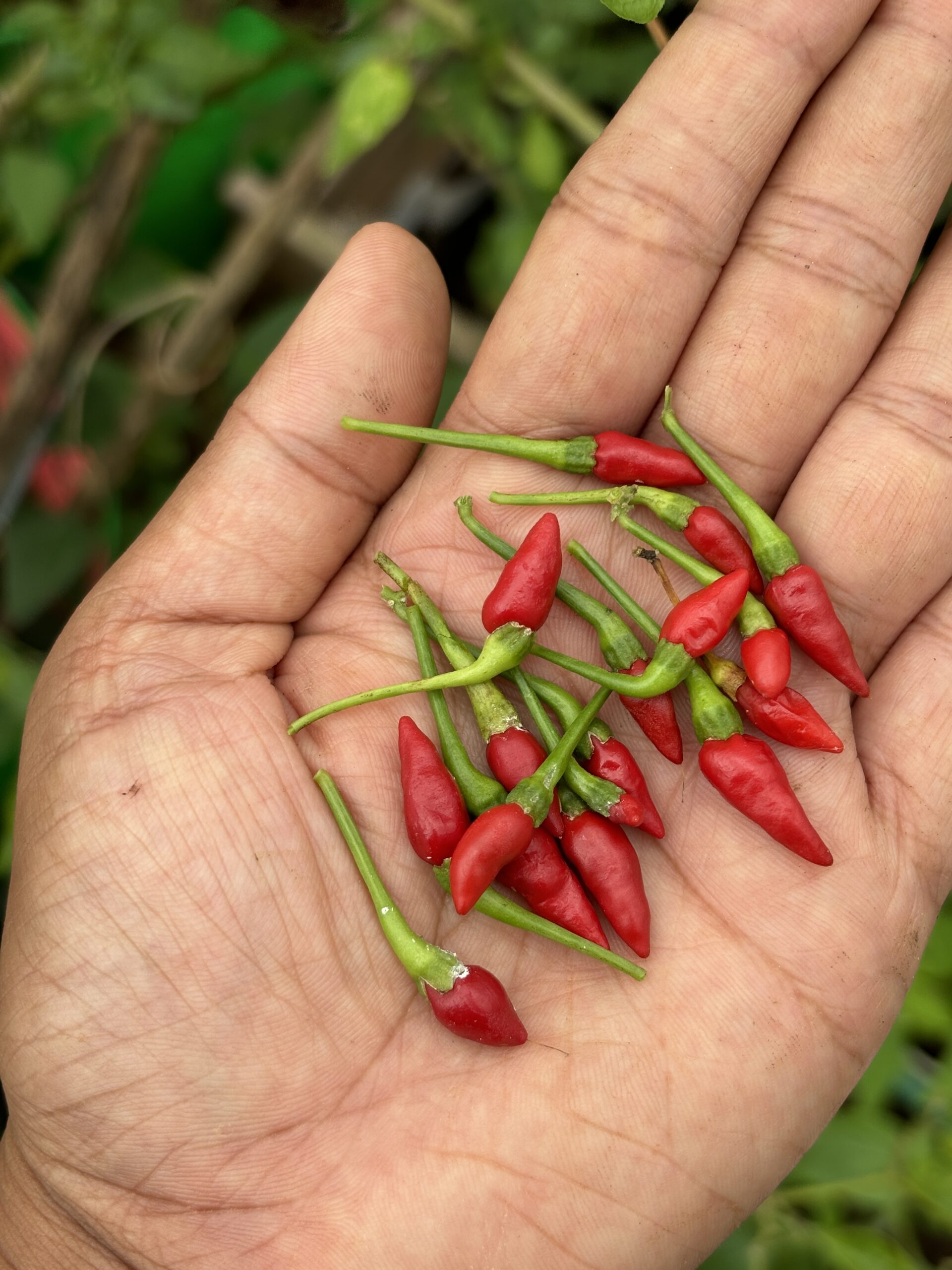 Red Kanthari Chilli seeds | Bird’s eye chilli seeds