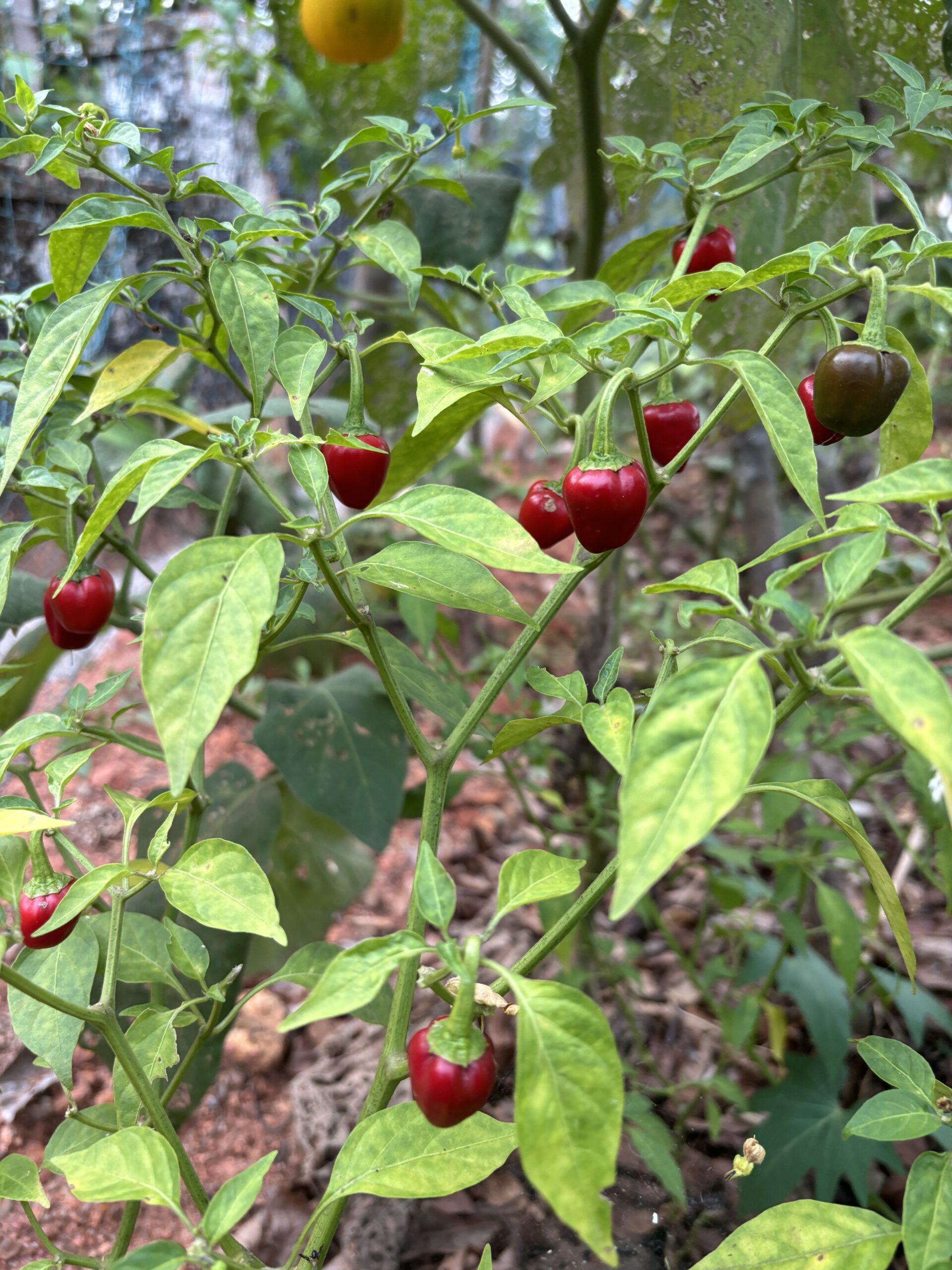 Red Round Cherry pepper seeds