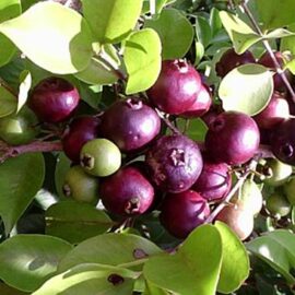 Purple Rainforest Guava fruit plant (Araca Una)