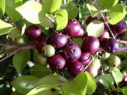 Purple Rainforest Guava fruit plant (Araca Una)