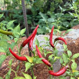 Laotian Hot Pepper Seeds