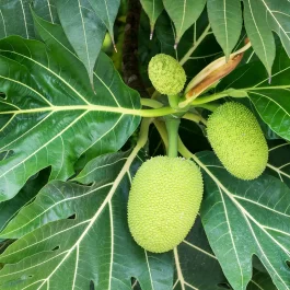 Breadfruit plant