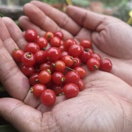 Punicifolia Cherry