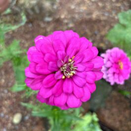 Zinnia Double Mix Seeds