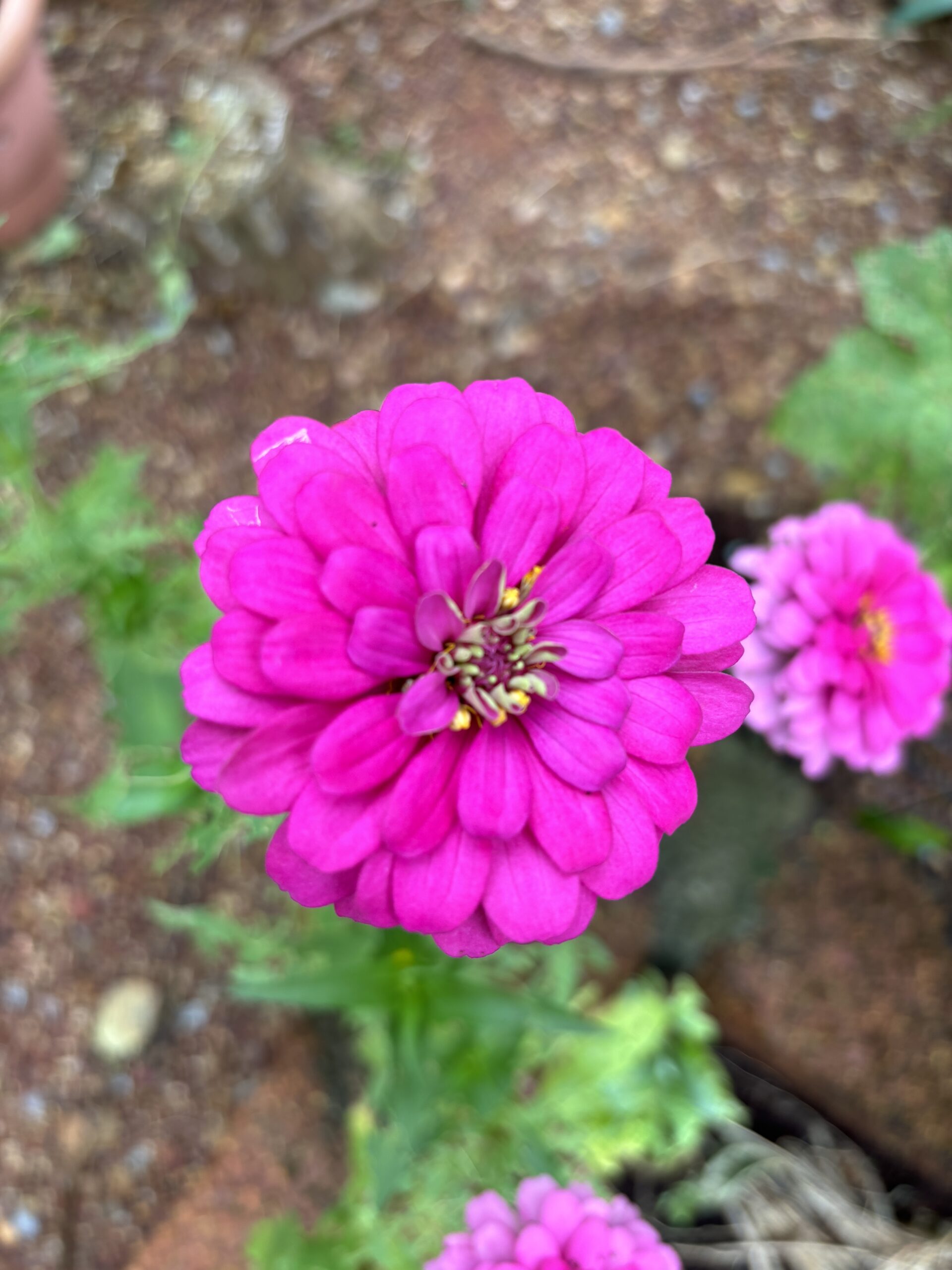 Zinnia Double Mix Seeds