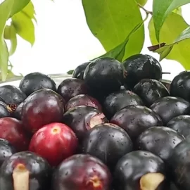 Rain Forest Plum (Eugenia Candolleana)