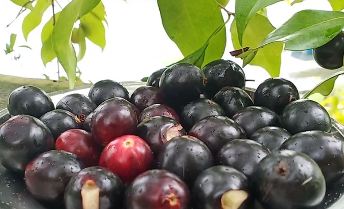 Rain Forest Plum (Eugenia Candolleana)